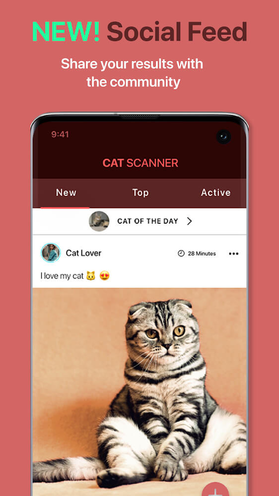 Cat Scanner: Breed Recognition