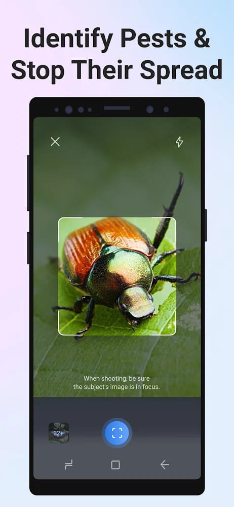 Picture Insect: Bug Identifier