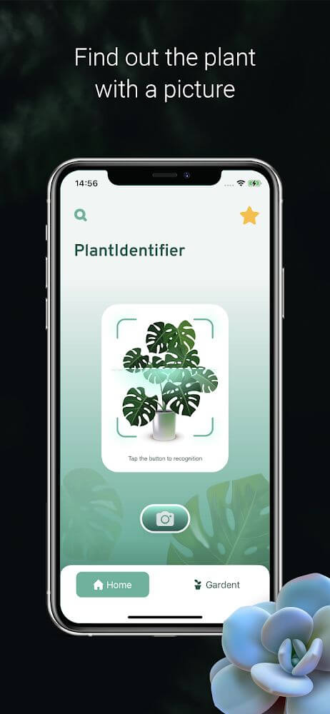 Plant ID – Plant Identification – PictureThis