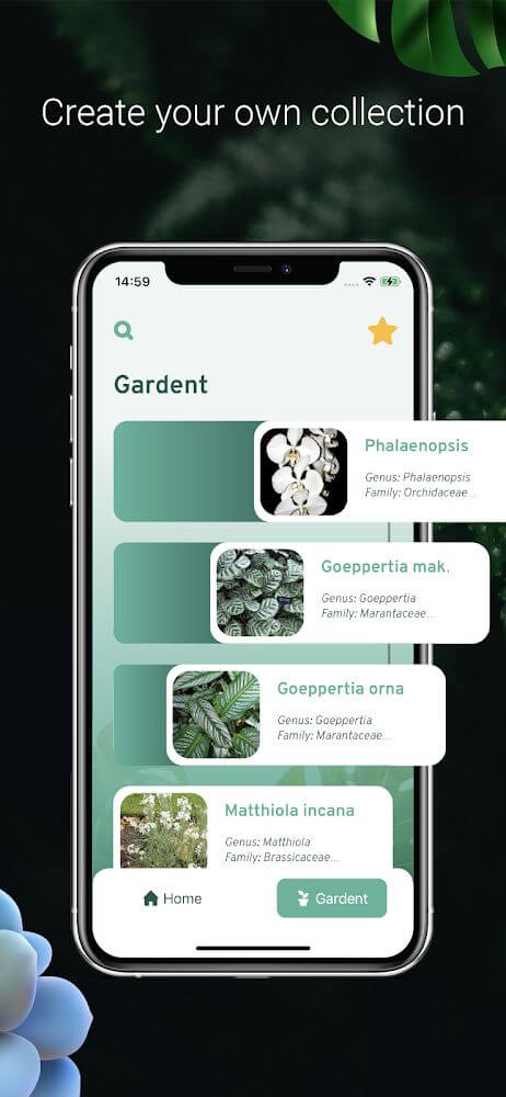 Plant ID – Plant Identification – PictureThis
