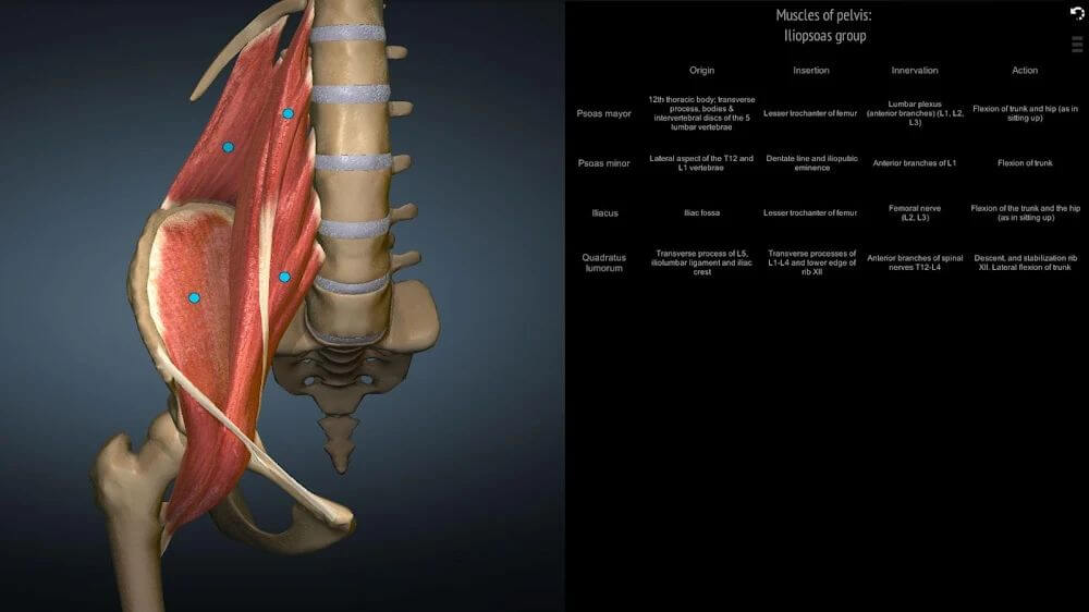 Anatomy Learning – 3D Anatomy Atlas