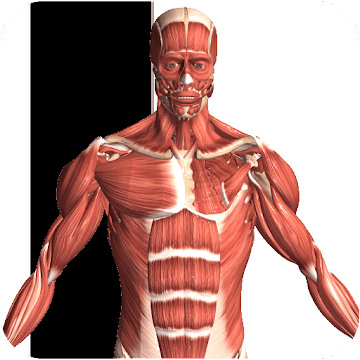 Visual Anatomy 2 v4.0 b44 APK (Patched) Download