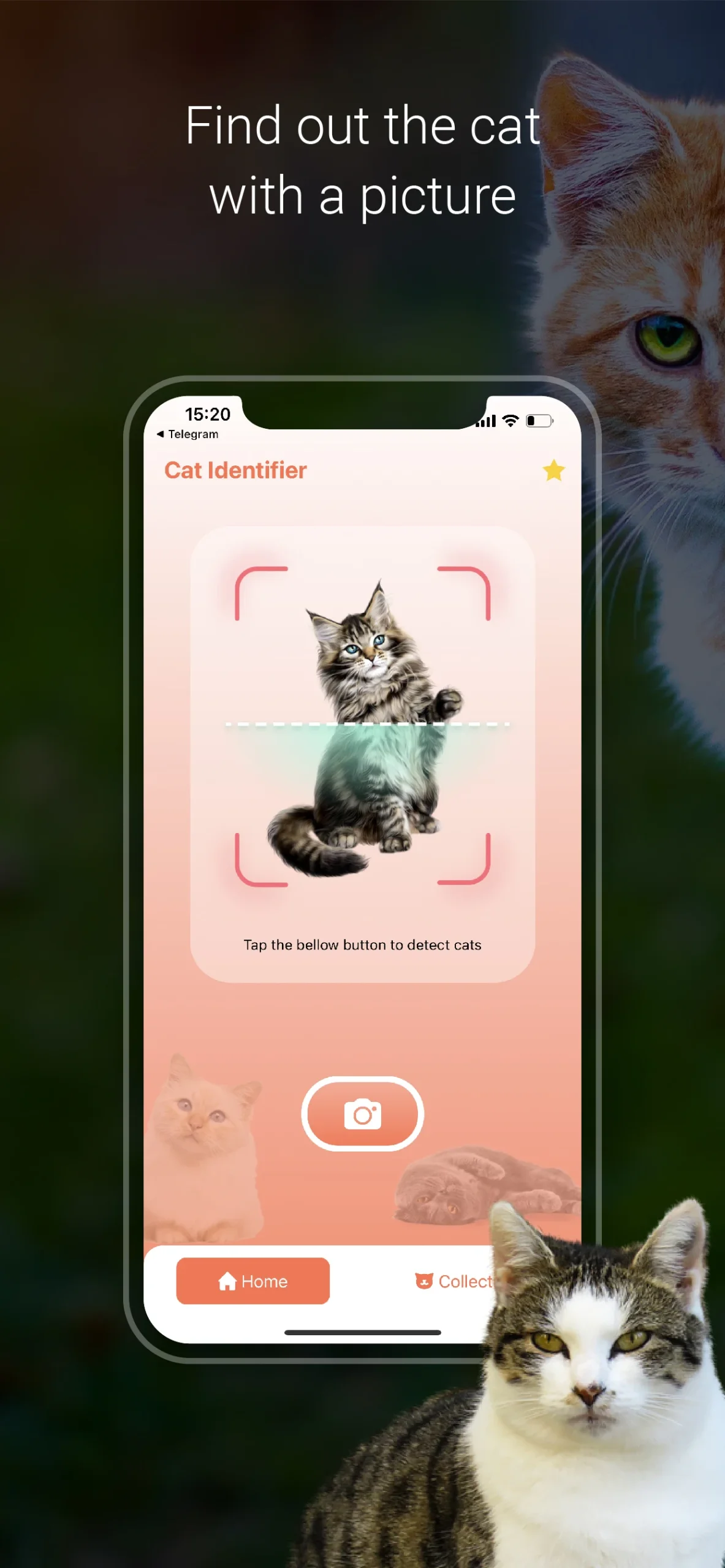 Cat Identifier – Cat Scanner