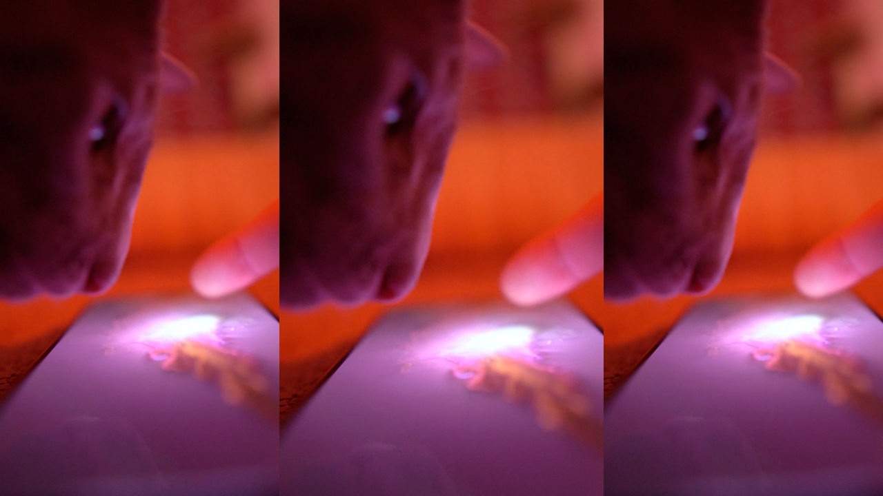 Fluid Simulation